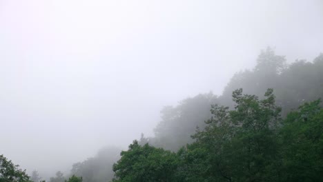 안개와 함께 신선한 숲입니다. 안개 속의 숲