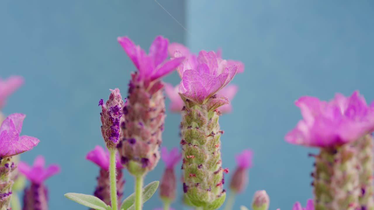 프랑스 라벤더 (lavandula stoicae) 는 은 깊이의 에서 자라는 허브 유치원에서 자란다.