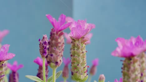 Close-up-of-French-lavender,-Lavandula-stoechas,-growing-in-a-herb-nursery-with-shallow-depth-of-field