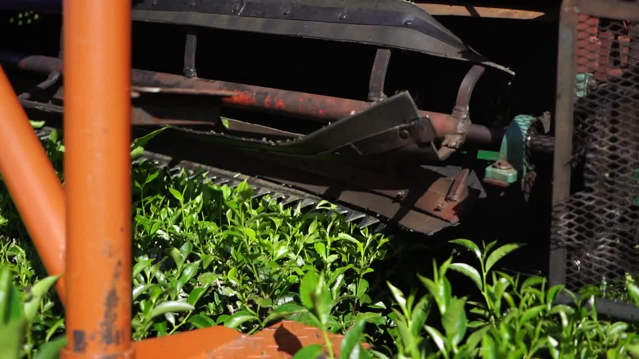 cosechando hojas de té verde en una plantación de té argentina