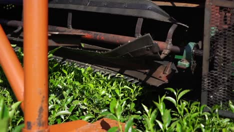 harvesting green tea leaves in an argentine tea plantation