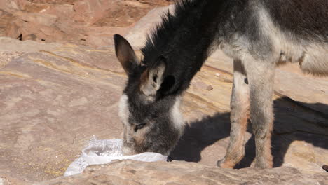 Burro-Comiendo-Comida-De-Una-Bolsa-Blanca-En-La-Ciudad-De-Roca-De-Piedra-Arenisca-De-Petra-Jordania