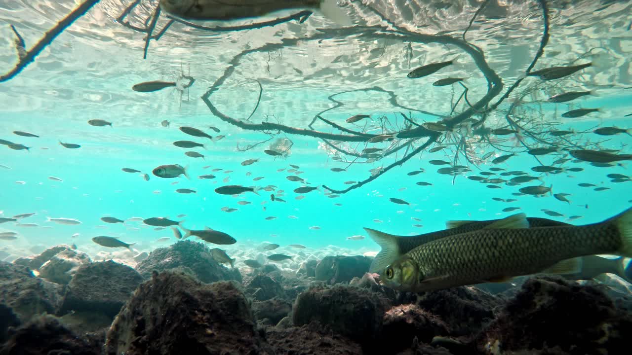 매우 맑고 투명한 얕은 물에서 헤엄치는 물고기