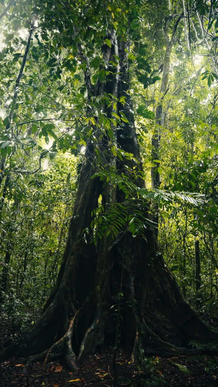 A large tree in a lush forest