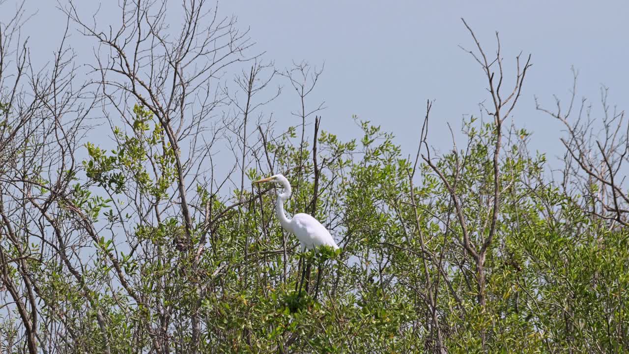 mirando hacia la izquierda mientras está en las ramas de los manglares mientras la cámara se aleja, la gran garza ardea alba, tailandia