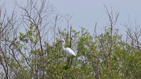 facing to the left while on branches of mangrove trees as the camera zooms out, great egret ardea alba, thailand