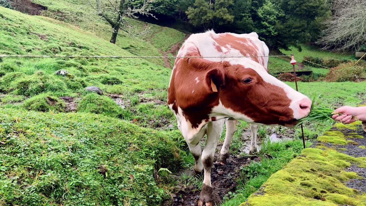 Mucca marrone e bianca in piedi in un campo erboso a Sao Miguel, Azzorre.