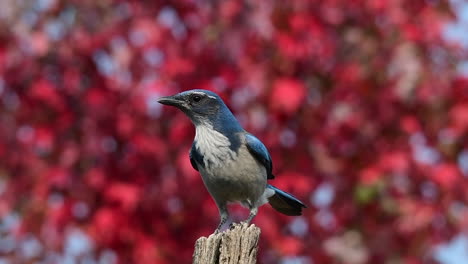 Slow-motion-of-scrub-jay-landing-on-a-post-in-autumn
