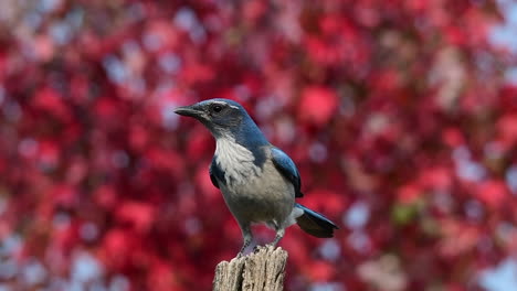 slow motion of scrub jay landing on a post in autumn