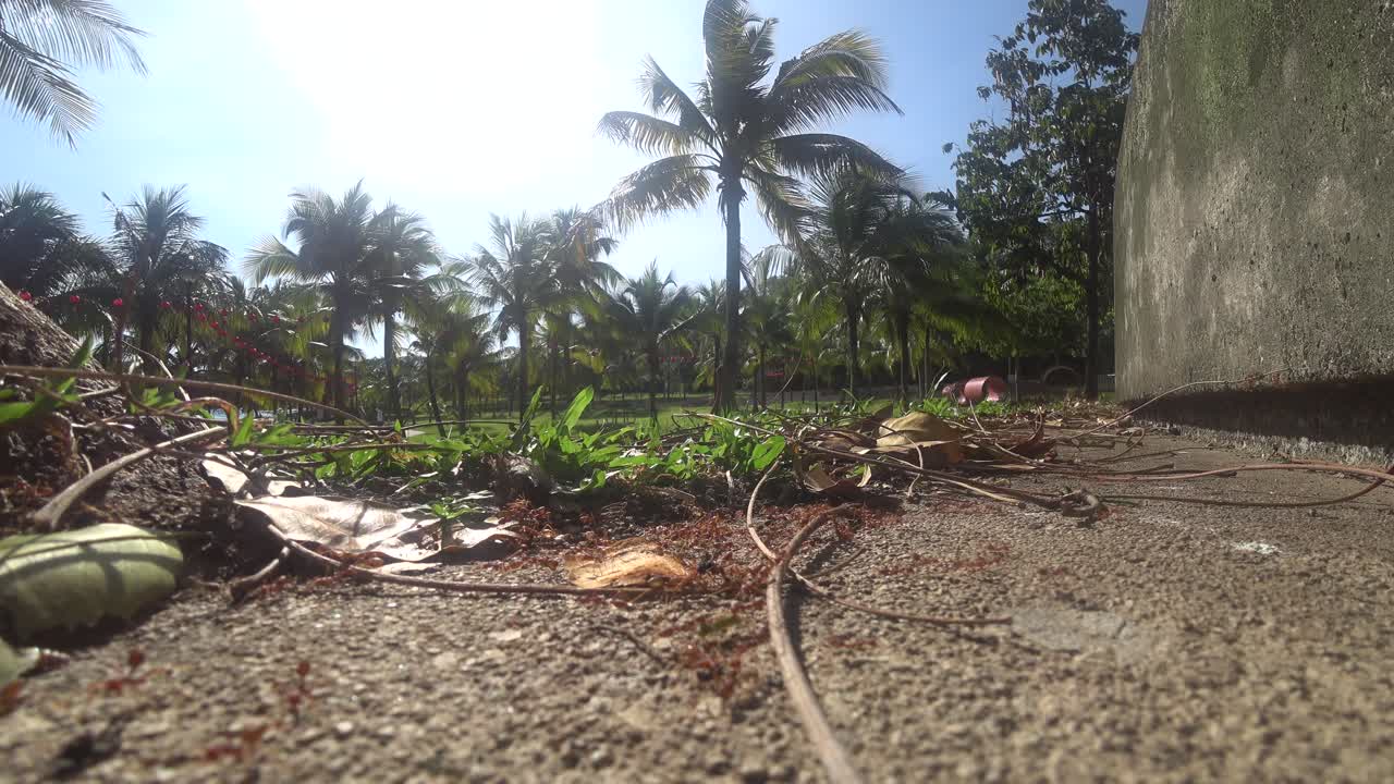 The Weaver ants army is moving toward the nest located on the tree. They are all from the same colony and are actively searching for food during the day.
