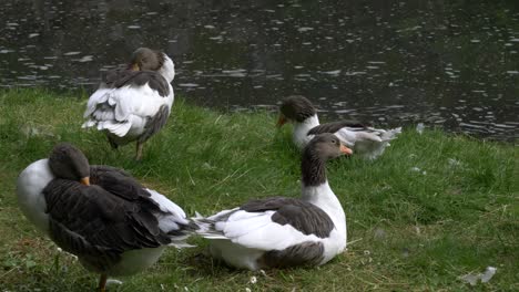 Ölandgans,-Ölandgans