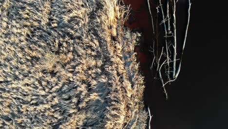 Driftwood-Floating-On-Dark-Brown-Water-Lake-Edge,-Top-Down-Dolly-Aerial