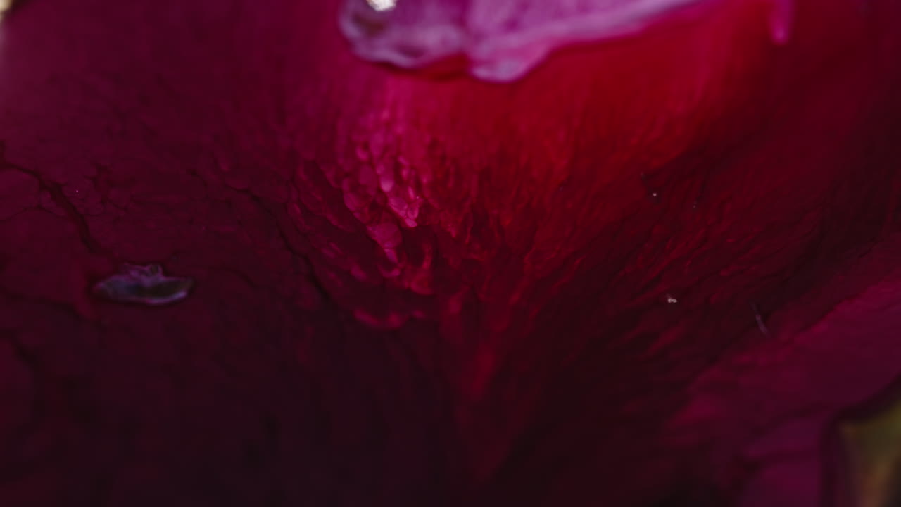 Vibrant liquid colors blend together in a mesmerizing close-up macro shot