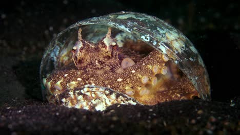 coconut octopus in shell plastic cup hiding walking lembeh indonesia 4k 25fps