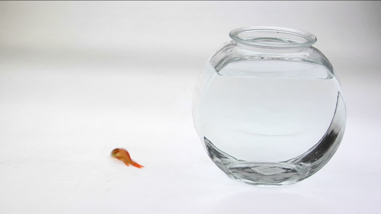 un pez dorado se voltea sobre una superficie blanca junto a una pecera