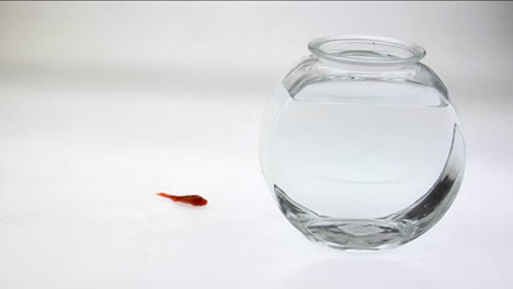 a goldfish flips on a white surface next to a fish bowl