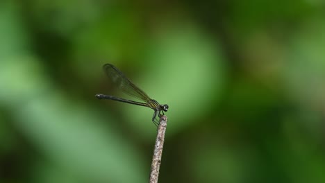 Facing-to-the-right-while-perched-on-top-of-a-twig-almost-motionless,-Peacock-Jewel,-Aristocypha-fenestrella,-Kaeng-Krachan-National-Park,-UNESCO-World-Heritage,-Thailand