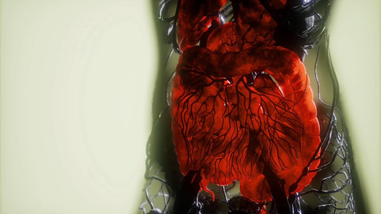 Detailed view of internal organs showcasing the circulatory system anatomy