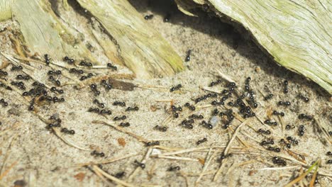 hormigas sedosas se mueven en el nido, hormiguero con hormigas sedosas en primavera, trabajo y vida de las hormigas en un hormiguero, día soleado, macro de primer plano, poca profundidad de campo