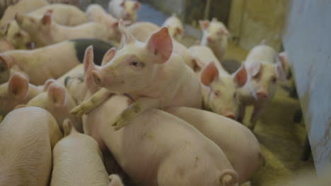 large litter of piglets bunching together in their indoor pen