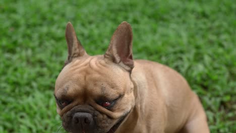 french bulldog with cherry eyes symptom looking to camera at field.