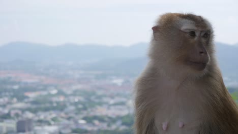 Monkey-eating-a-peanut---monkey-hill---Phuket---Thailand