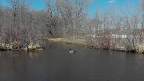 video aéreo de drones del lago susan en chanhassen minnesota de dos gansos disfrutando del clima primaveral mientras el hielo se derrite en el lago