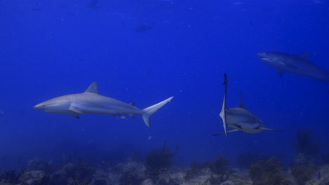 Tiburones-Patrullando-El-Arrecife-Con-Un-Tiburón-Tigre-Al-Fondo