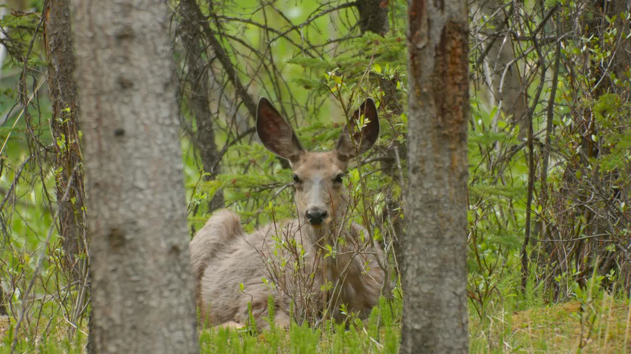 ciervo tumbado en el bosque