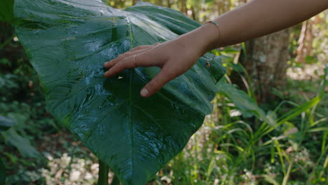 naturaleza mujer mano tocando plantas caminando en el bosque explorando la exuberante jungla tropical disfrutando de la belleza natural de cerca 4k