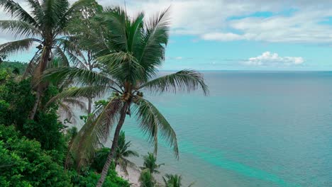 una palmera en un paraíso tropical
