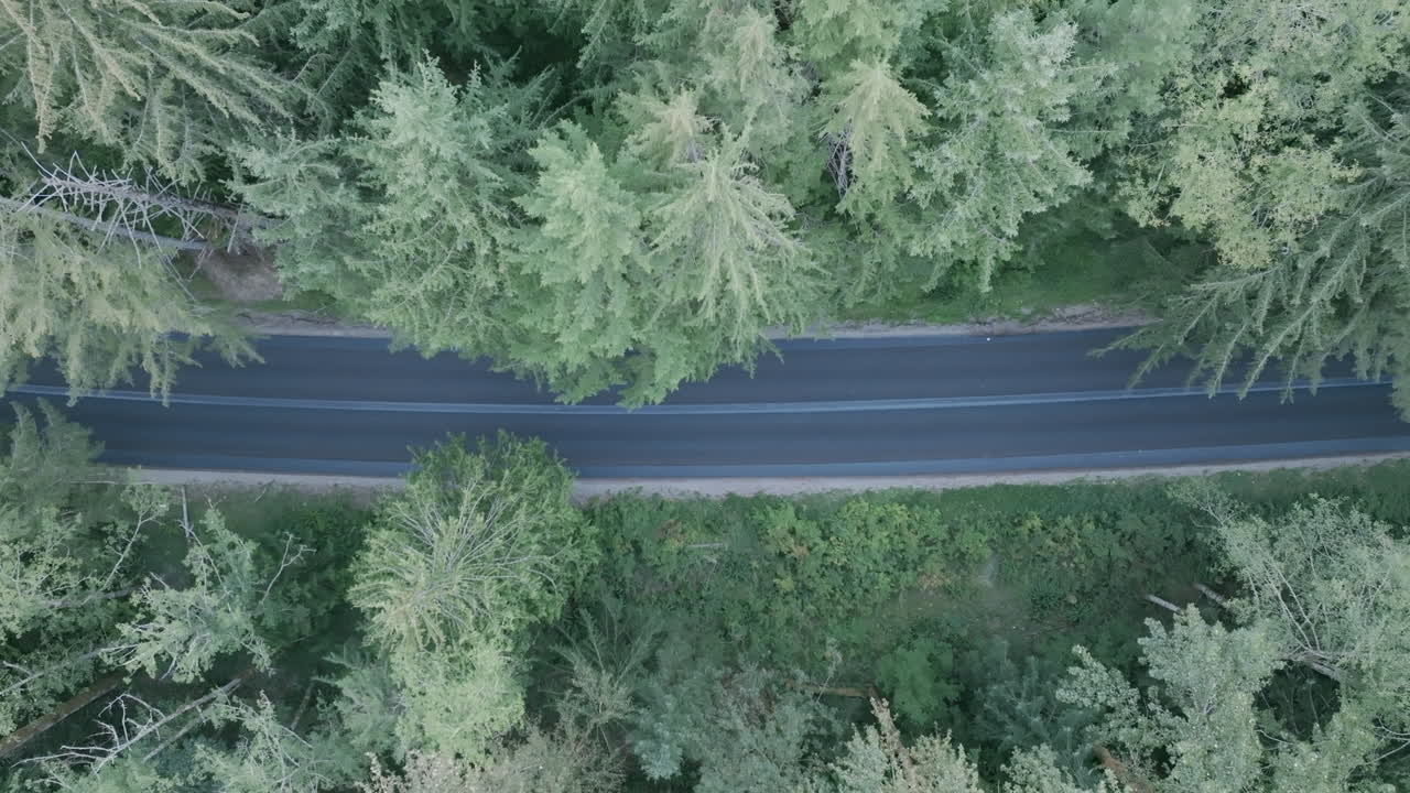 자동차가 운전하는 숲을 가로지르는 도로의 하향식 공중 영상