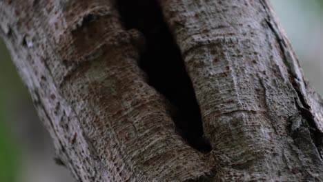 a clouded monitor lizard varanus nebulosus retreats back into its nest in the cavity of a tree inside kaeng krachan national park in phetchaburi province in thailand