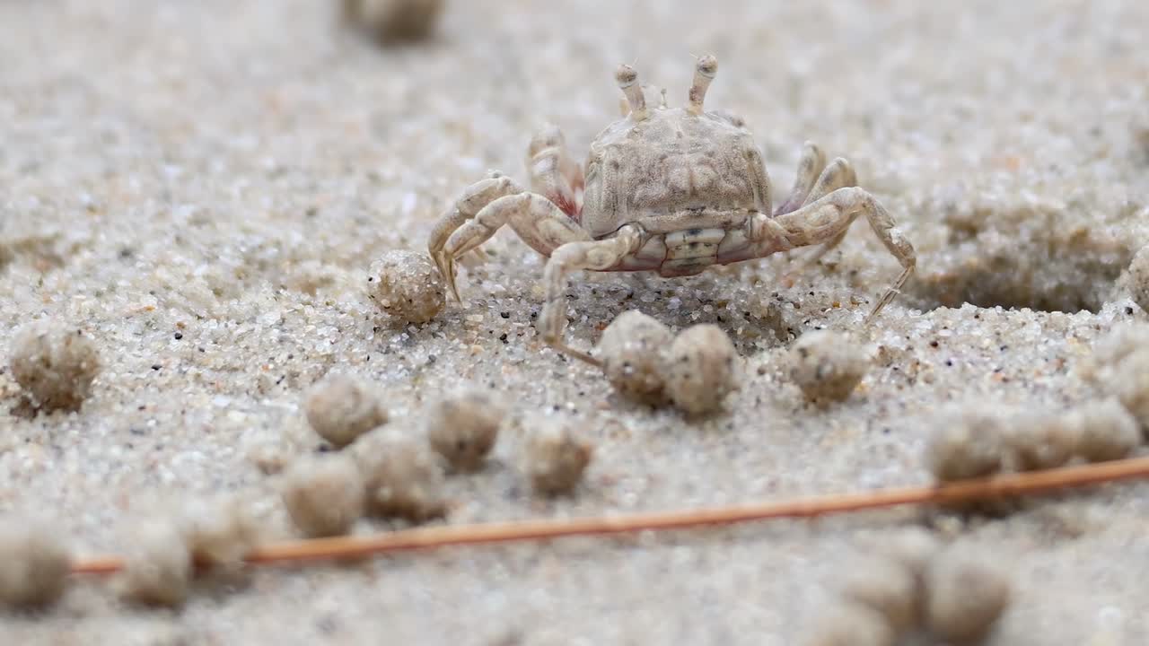 A small crab moves through sand, surrounded by tiny sand balls, showcasing its natural habitat and behavior.