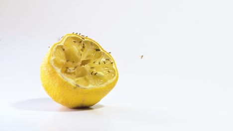 Fruit-flies-take-off-after-feeding-on-a-lemon-with-copyspace