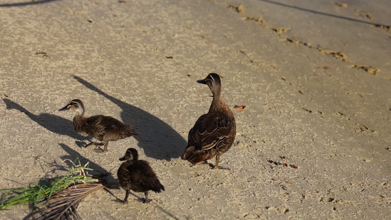 모래 해변 에서 함께 고 있는 오리 들