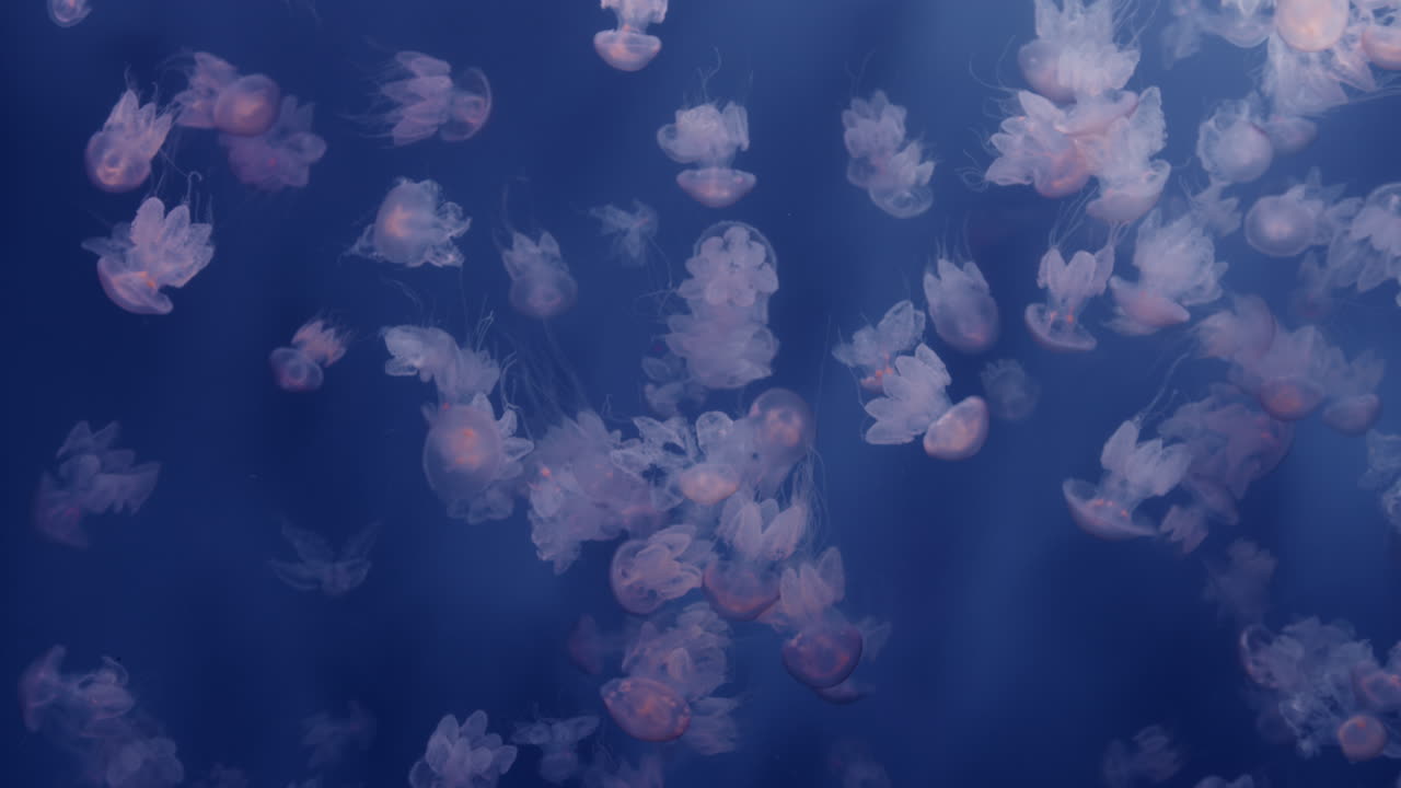 Medusas num aquário