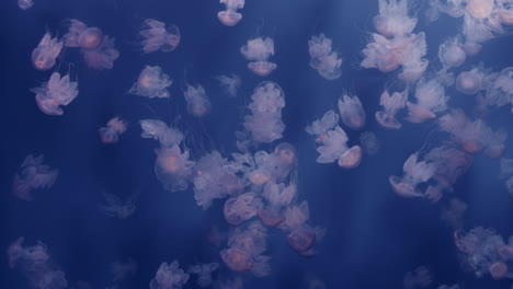 medusas en un acuario