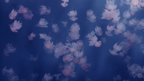 jellyfish in an aquarium