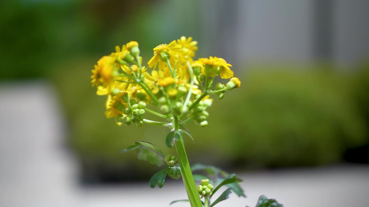 A yellow flower blowing in the wind with a very shallow depth of field.