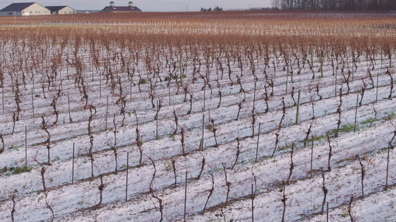 Snowy Niagara vineyard rows evoke tranquility in cold winter landscape