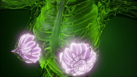 cuerpo humano con brillo visible glándula mamaria