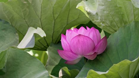 hermosas flores de loto rosadas en tokyo ueno