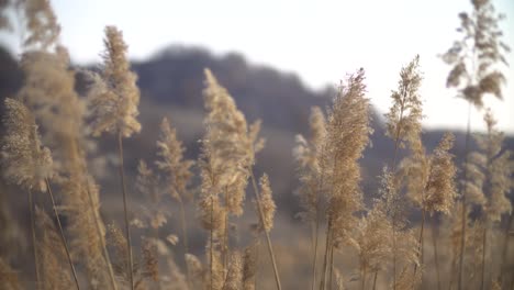 Hierba-Seca-En-El-Viento-A-Fines-Del-Invierno-En-El-Campamento