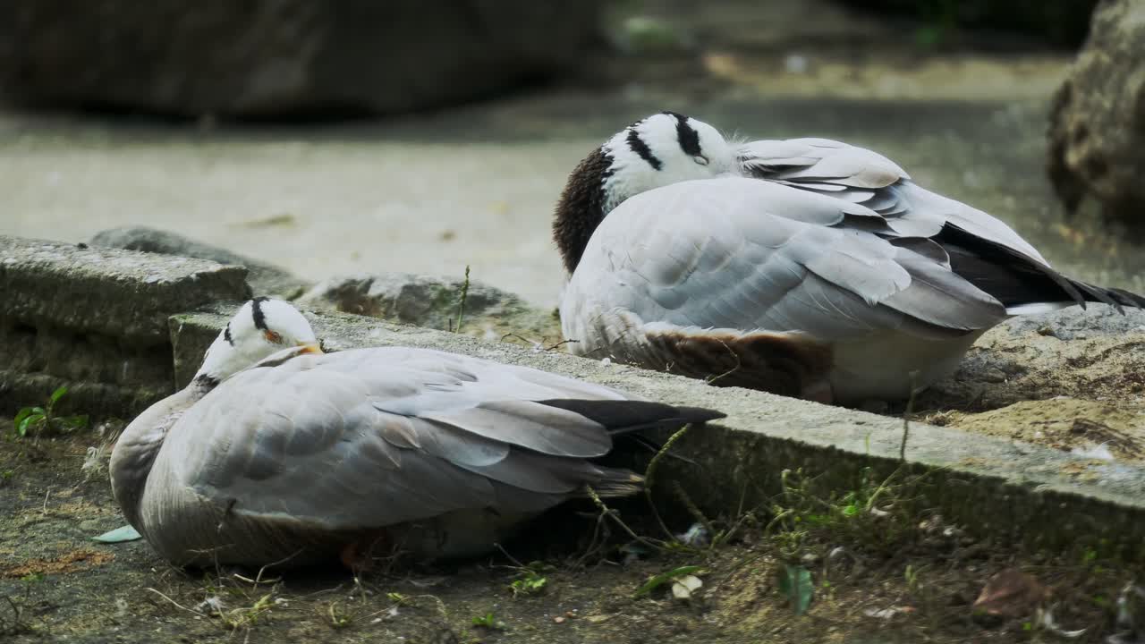 Two Bar Headed Goose Sleeping and One Walks into the Shot