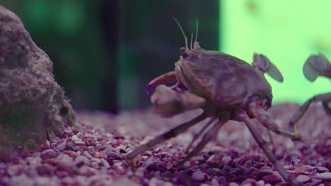 cangrejo alejándose lentamente de la cámara con un fondo verde borroso