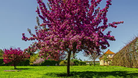 time lapse of malus floribunda tree in blooming season