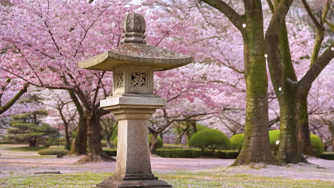 stone lantern amidst cherry blossoms in a japanese garden