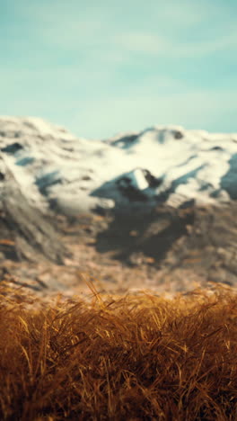 a field of grass with snow-capped mountains in the background