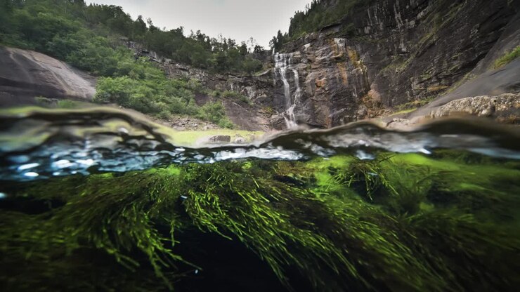 Uno scatto metà sopra e metà sotto la superficie dell'acqua.